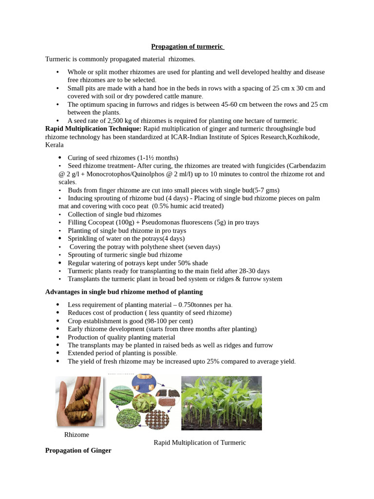 Rapid Turmeric Propagation Techniques | PDF | Ginger | Turmeric
