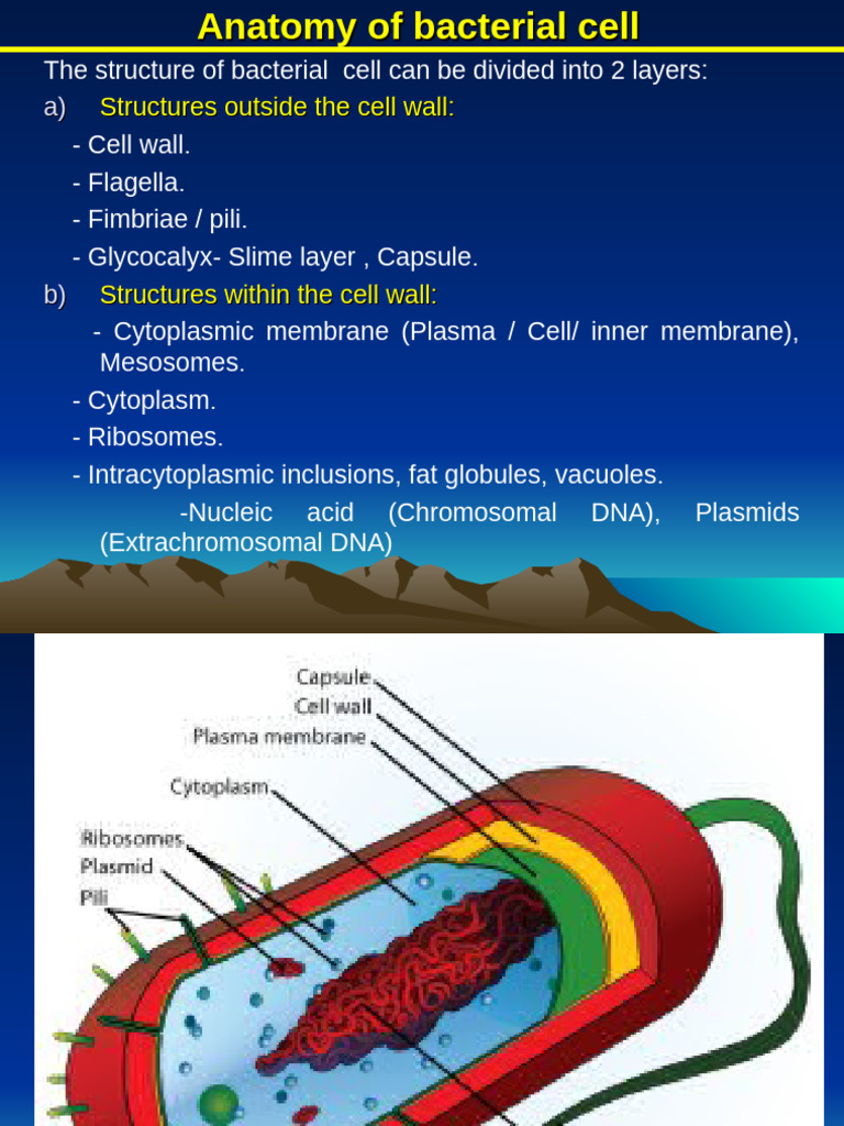 Bacterial Cell Structure Overview | PDF | Bacteria | Cell (Biology)
