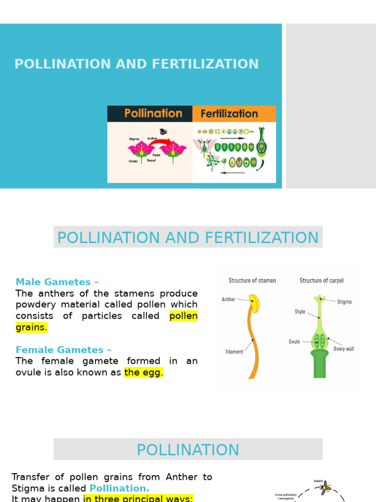 Ovule: The Female Gamete Explained | PDF | Flowers | Pollination