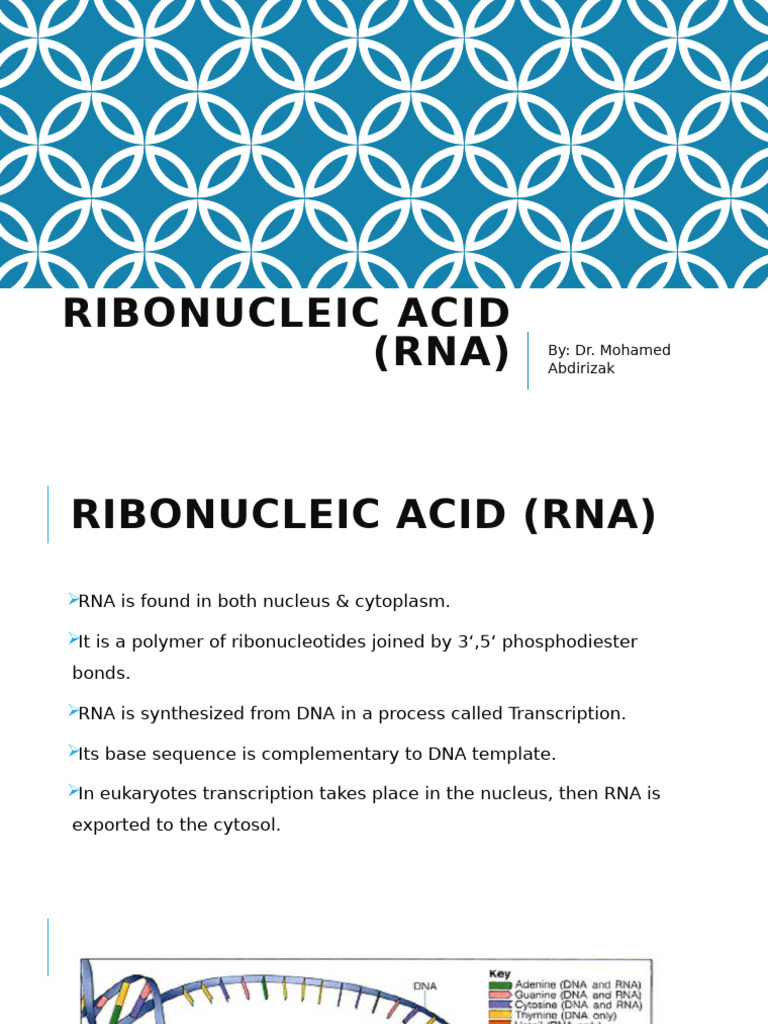 RiboNucleic Acid (RNA) | PDF