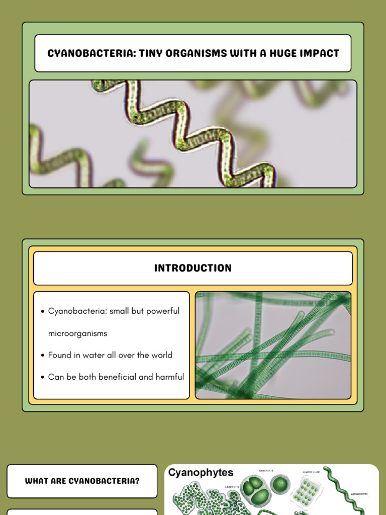 Impact of Cyanobacteria on Ecosystems | PDF