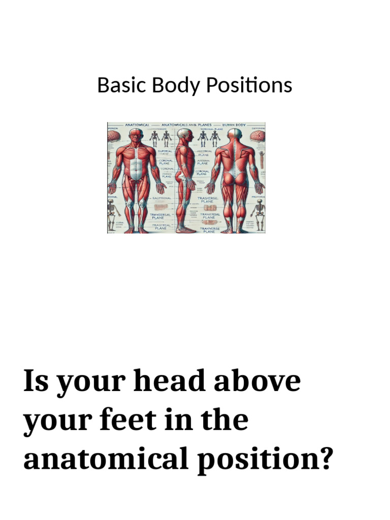 Anatomical Position and Body Terminology Quiz | PDF | Anatomical Terms ...