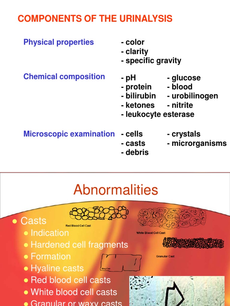 Urinary Casts and Their Implications | PDF | Urinary System | Anatomy