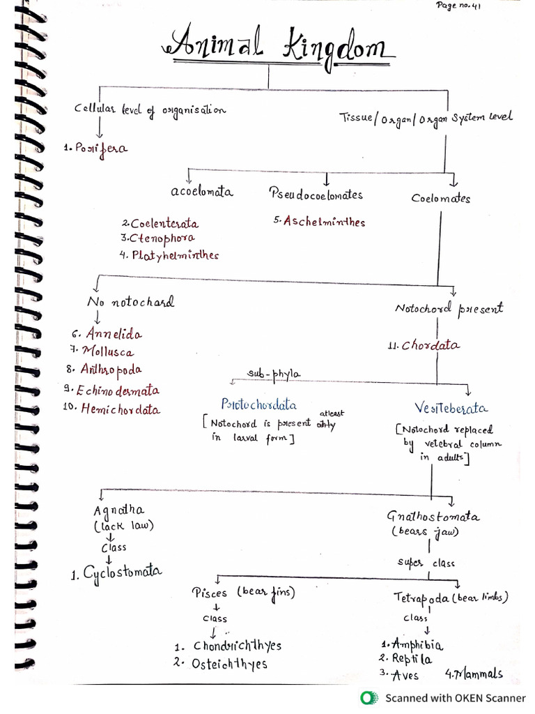 Chapter 4 Animal Kingdom of Class 11 Biology | PDF