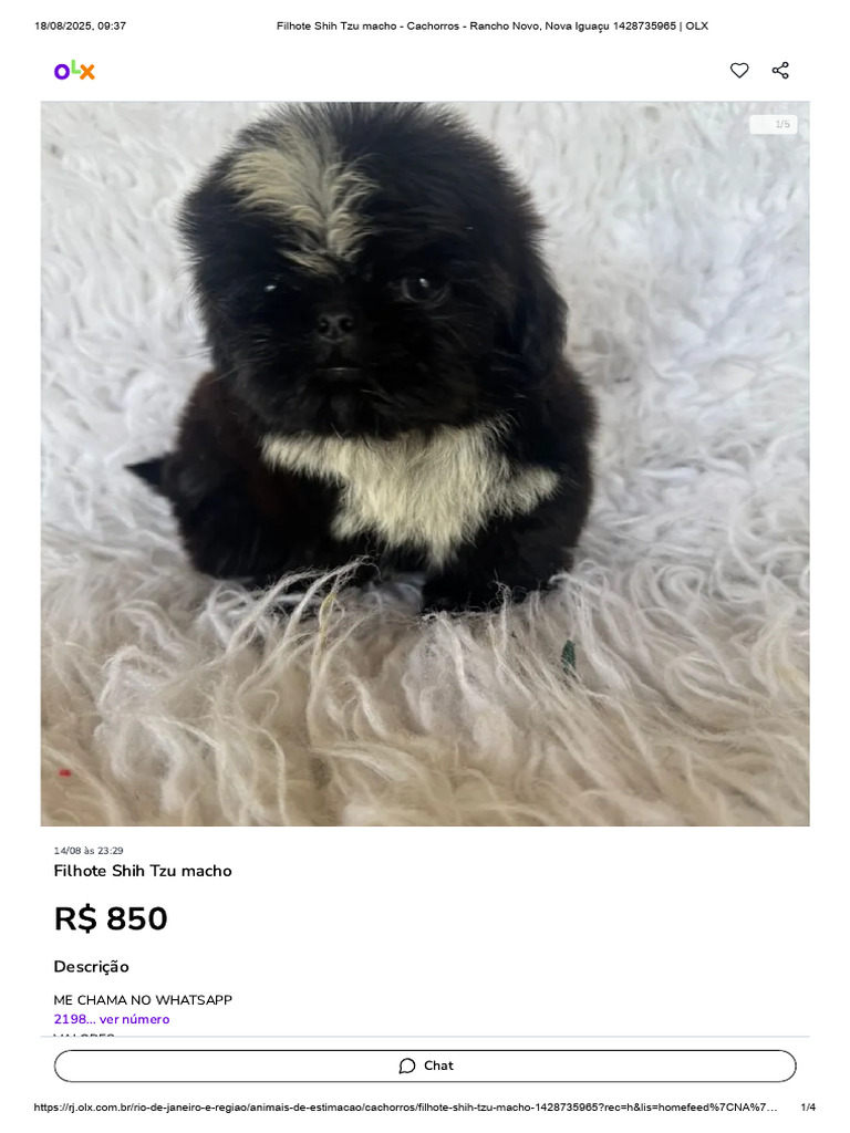Filhote Shih Tzu macho - Cachorros - Rancho Novo, Nova Iguaçu ...