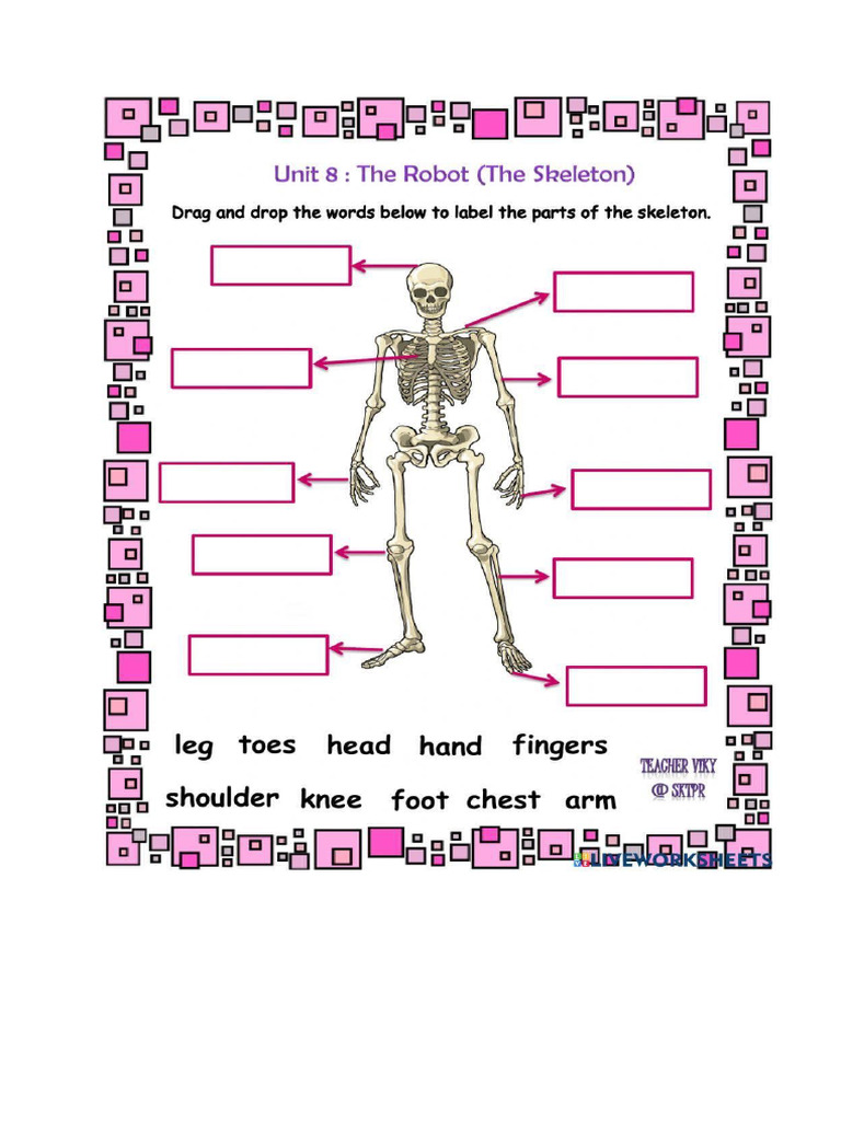 Skeleton | PDF