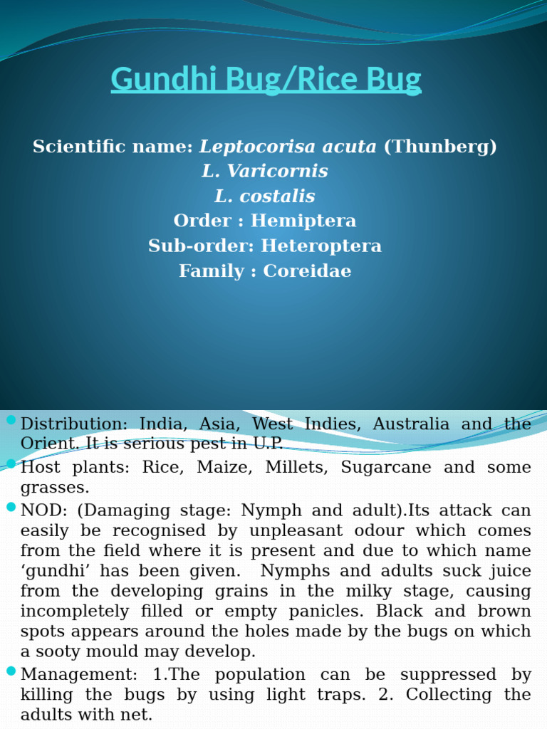 Gundhi Bug: Identification and Management | PDF
