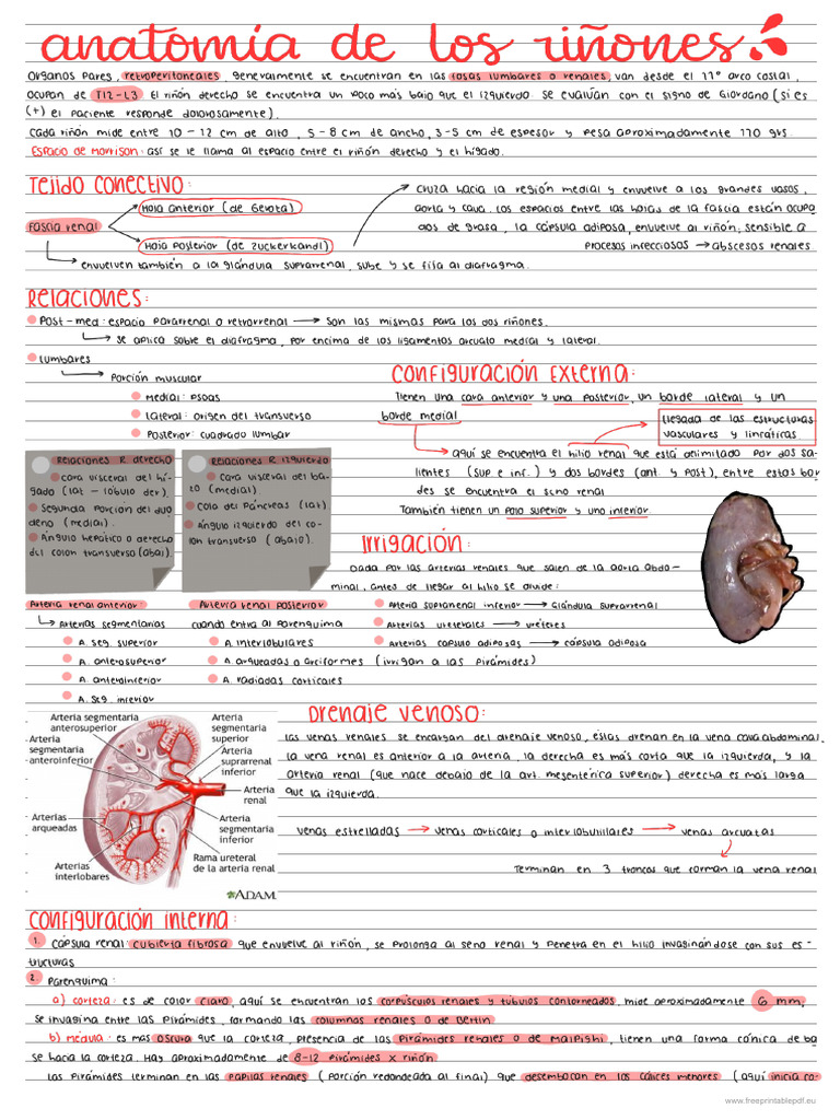 Anatomía de Los Riñones - 211026 - 164607 | PDF