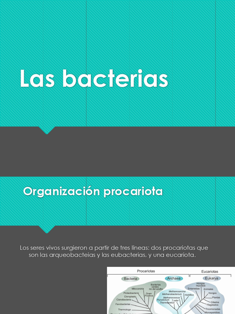 Estructura y clasificación de bacterias | PDF | Las bacterias ...