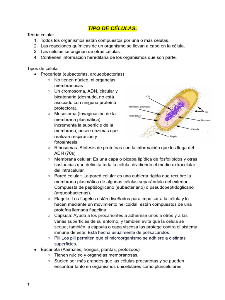 Tipos de Células: Procariotas y Eucariotas | PDF | Traducción (biología ...