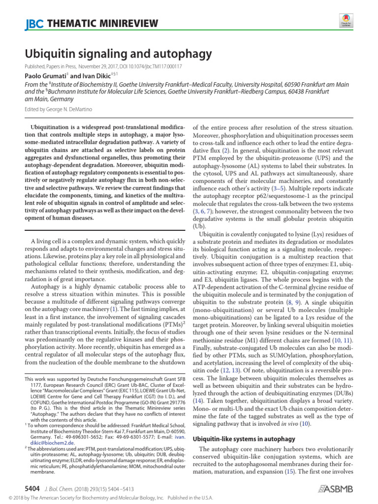 Ubiquitin's Role in Autophagy Regulation | PDF | Ubiquitin | Autophagy