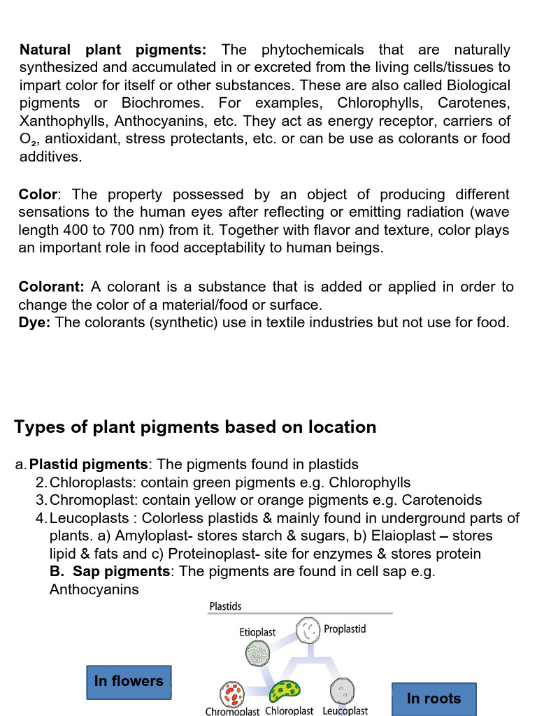 Plant Pigments 2024 | PDF | Carotenoid | Chlorophyll