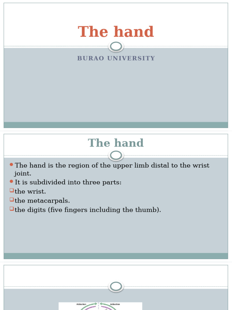 The Hand 1 - 014902 | PDF | Hand | Thumb