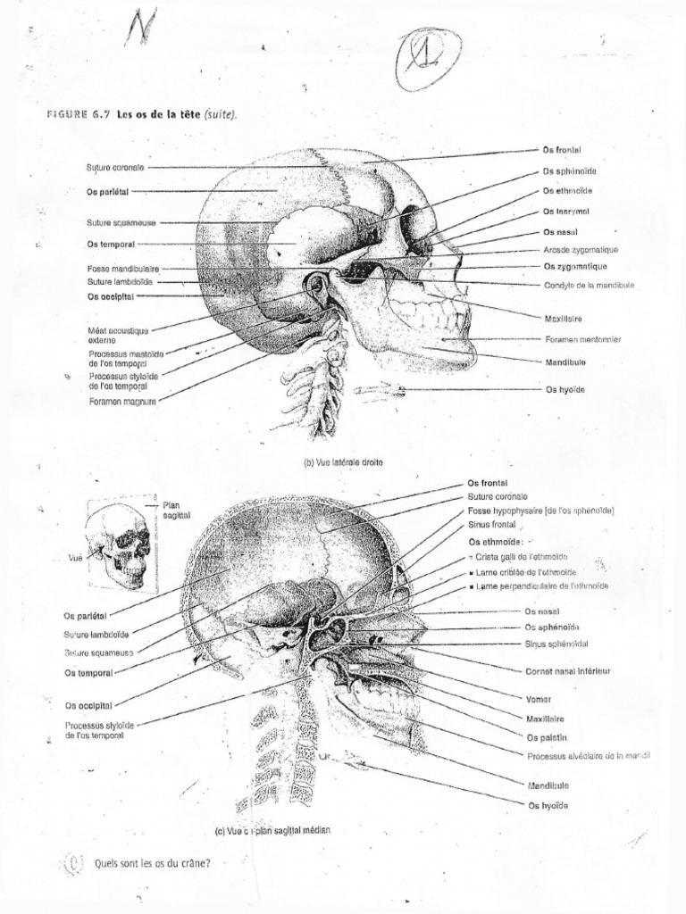 Anatomie des os du crâne et muscles | PDF | Vertèbre | Muscle