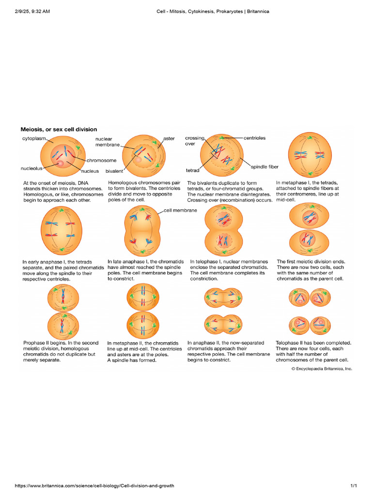 Mitosis and Cytokinesis Overview | PDF