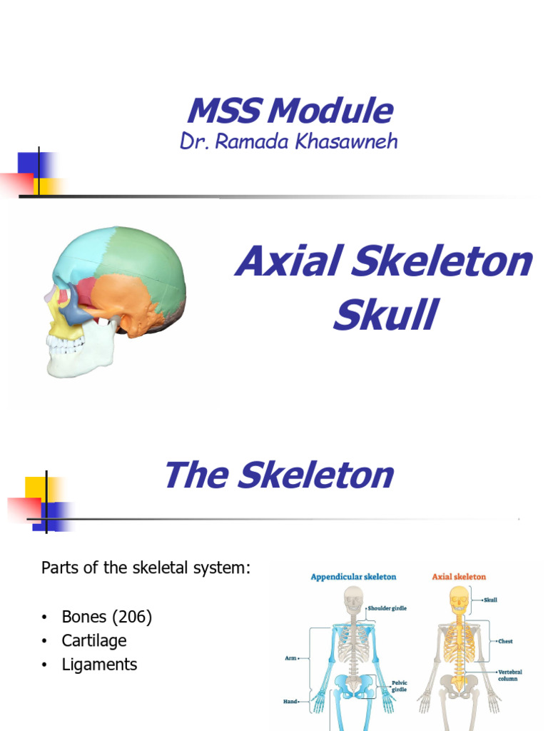 Anatomy of the Human Skull | PDF | Skull | Human Anatomy