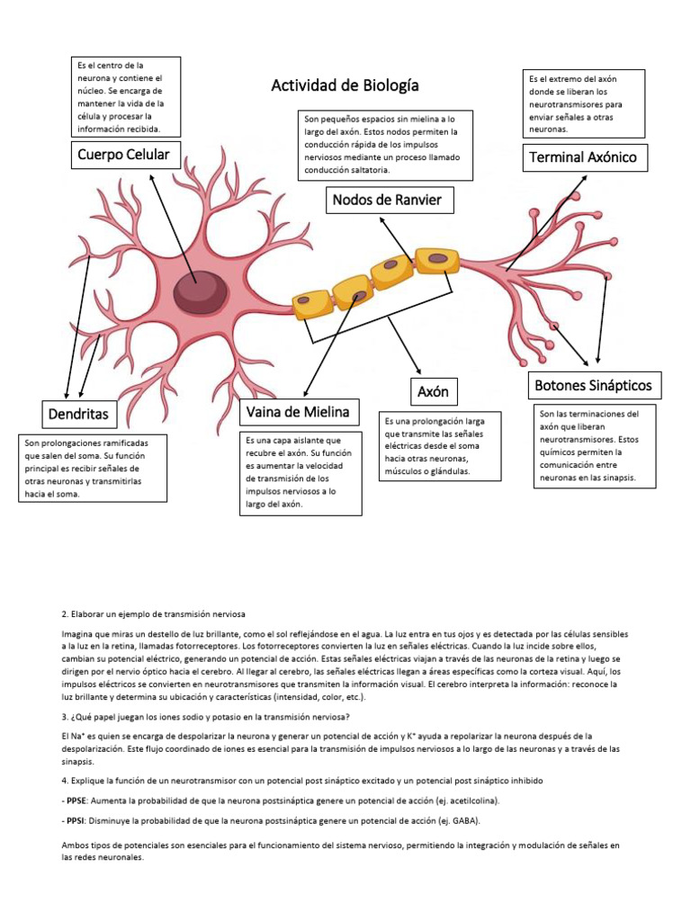 Actividad de Biología Neuronas | PDF | Neurona | Sinapsis