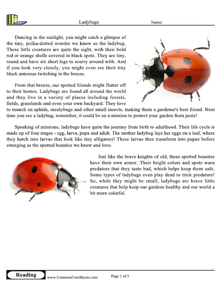 English Grade 4 Recap - 2 - Ladybugs | PDF