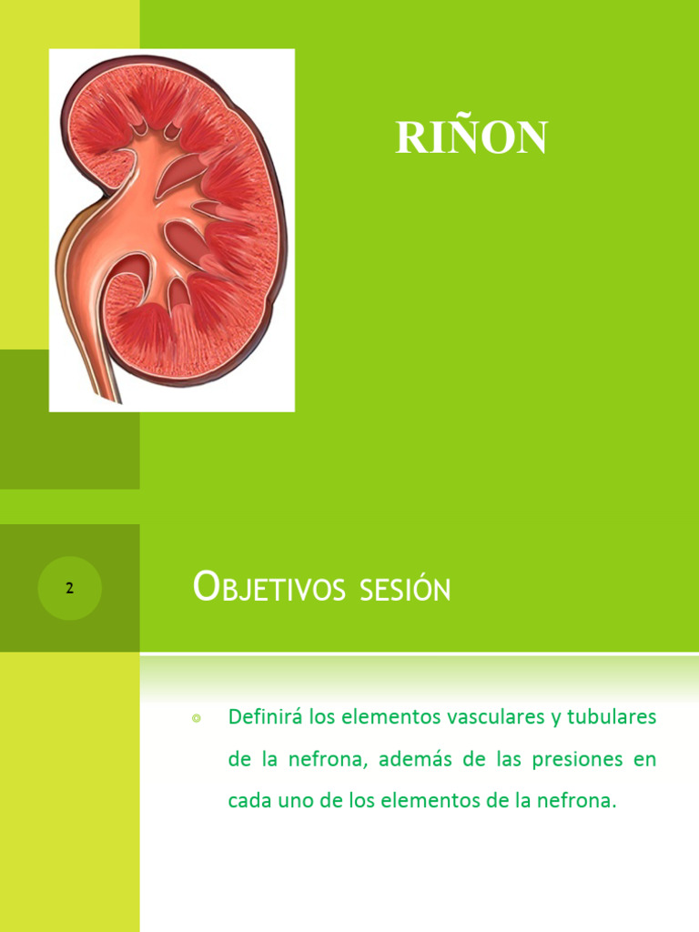 Riñon. Fisiologia 4to Parcial | PDF | Riñón