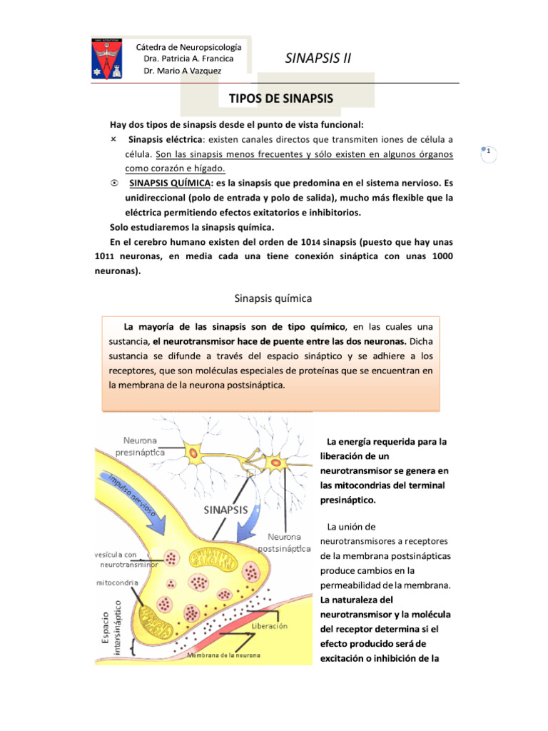 Tipos y Funciones de la Sinapsis Química | PDF | Sinapsis | Sinapsis ...
