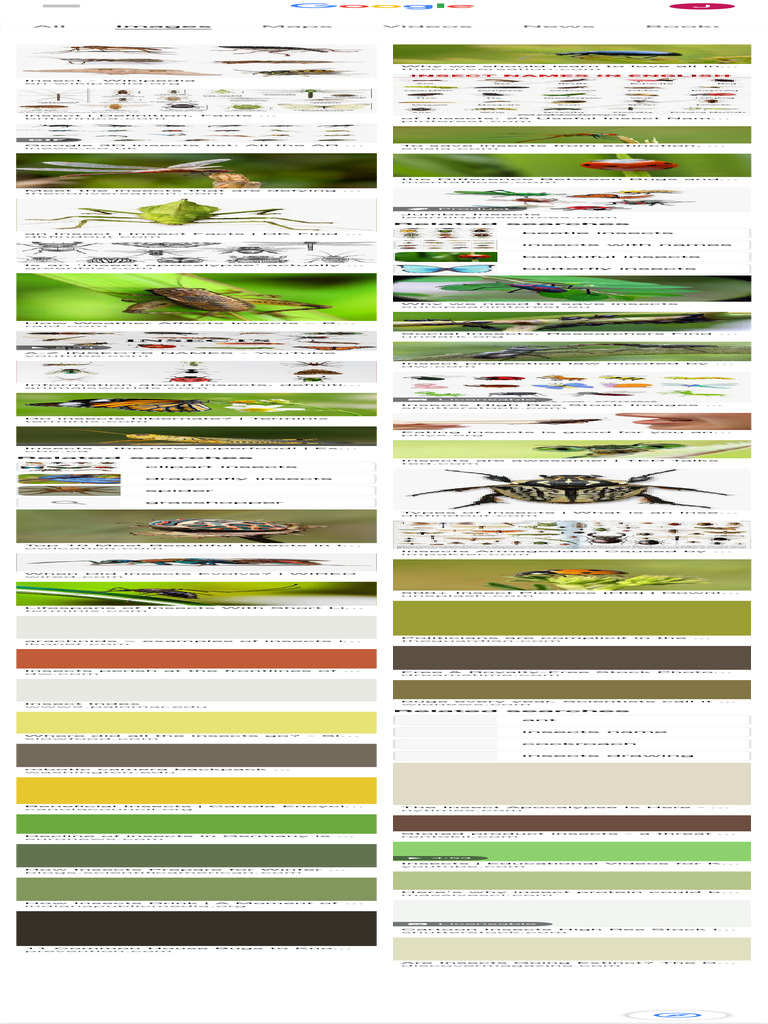 Images of Insects - Google Search | PDF | Insects | Hexapoda