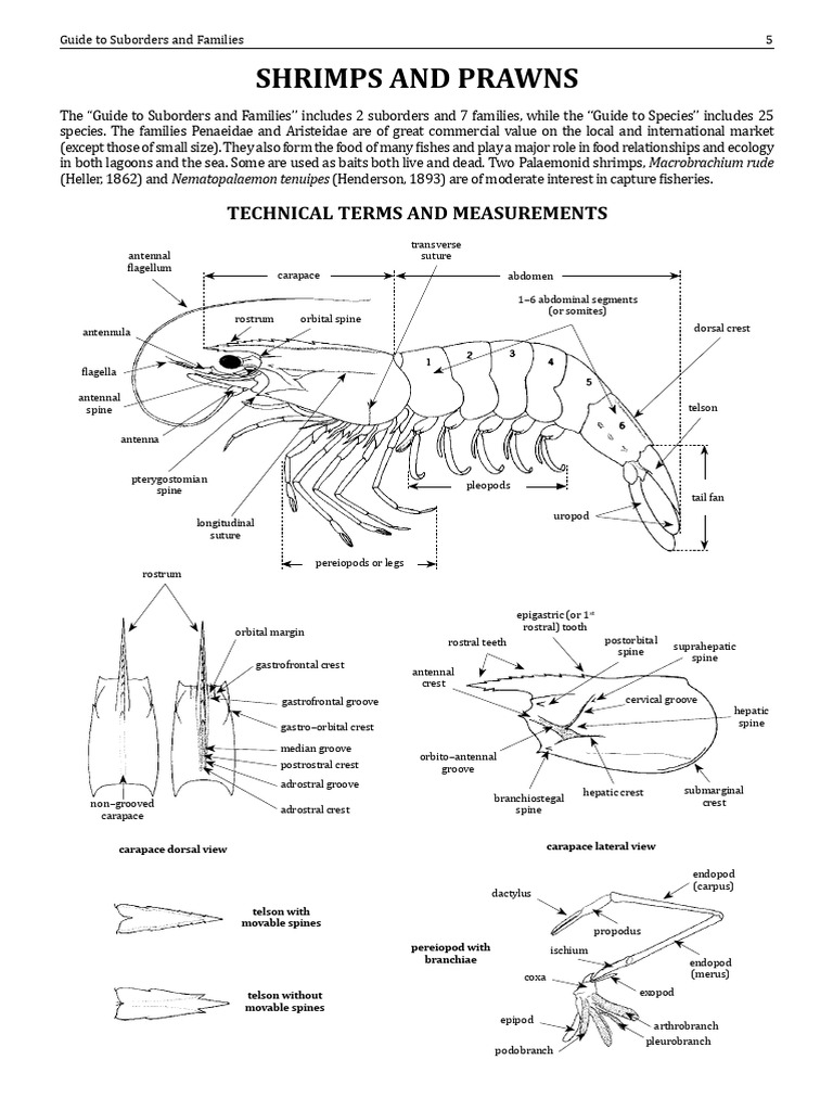 Prawn and Shrimp Taxonomy Guide | PDF | Anatomical Terms Of Location ...
