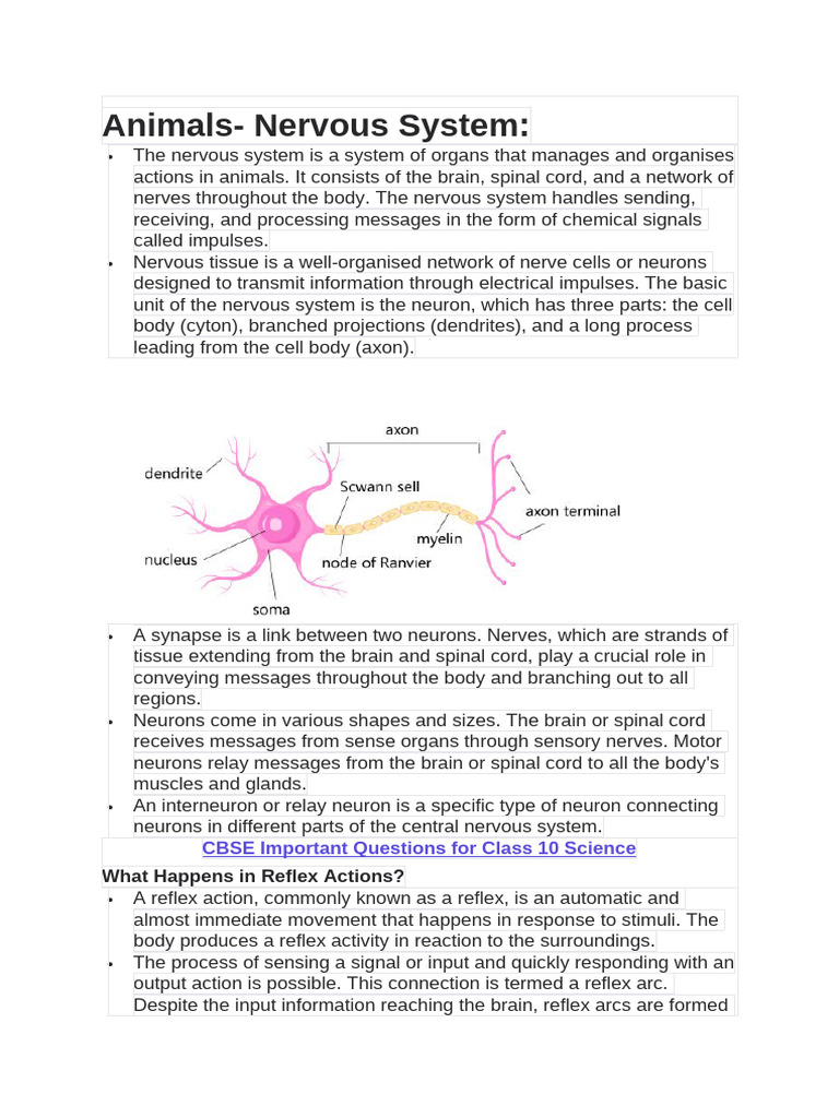 Class 10 Bio Control and Coordination | PDF | Central Nervous System ...