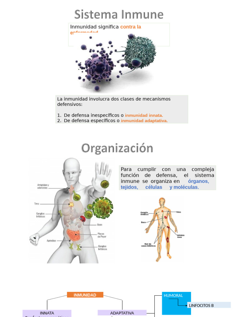 Mecanismos del Sistema Inmune | PDF