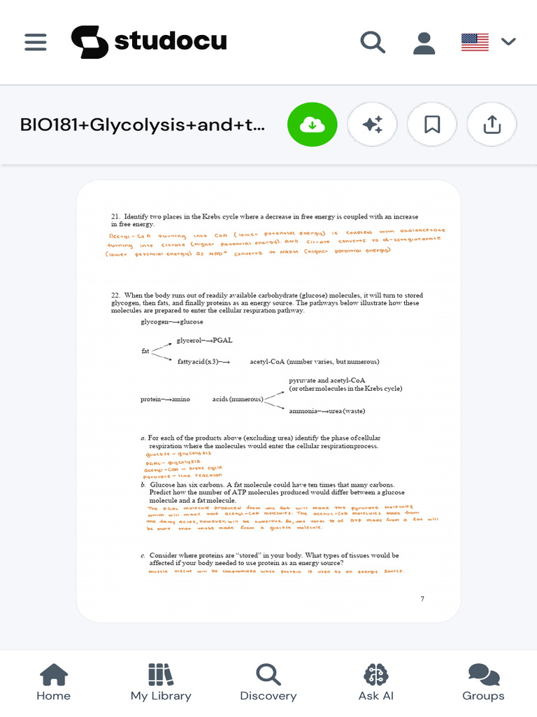 BIO181+Glycolysis+and+the+Citric+Acid+Cycle++Worksheet - Glycolysis and ...