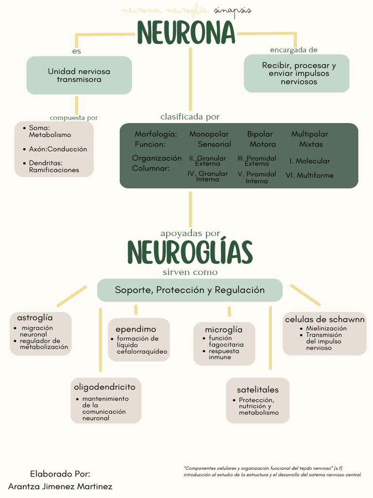Neuronas y Sinapsis | PDF | Sinapsis | Neurona