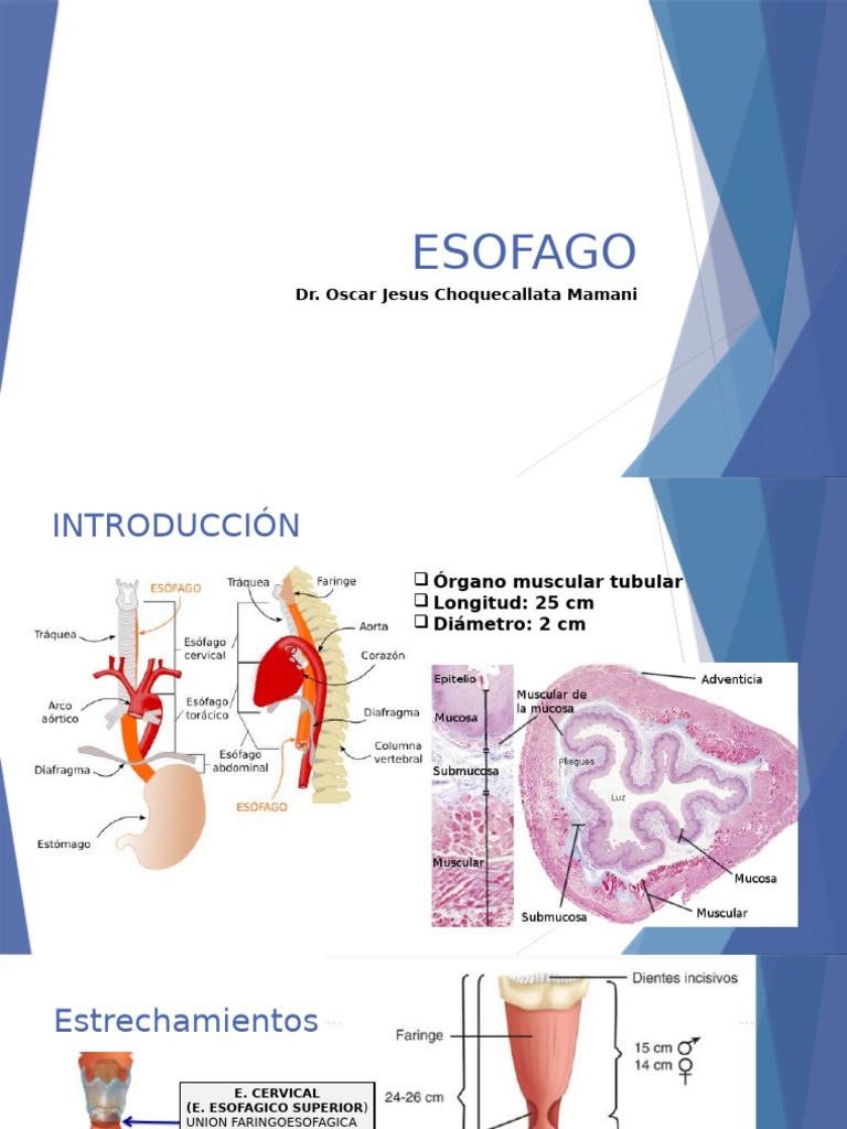 ESOFAGO | PDF | Estómago | Esófago