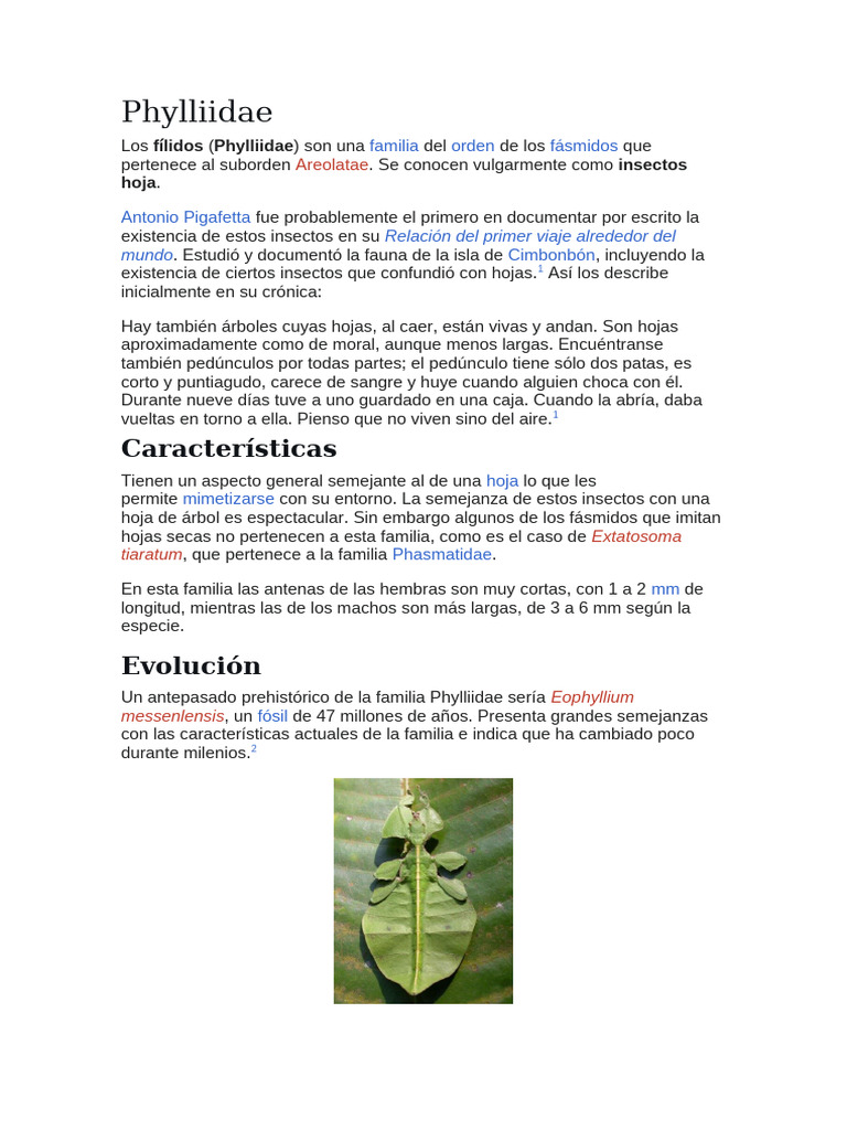 Insectos hoja: familia Phylliidae | PDF