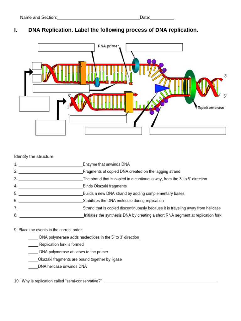 Dna Replication - Activity | PDF