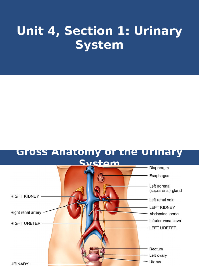Urinary System Anatomy and Histology | PDF | Kidney | Organ (Anatomy)