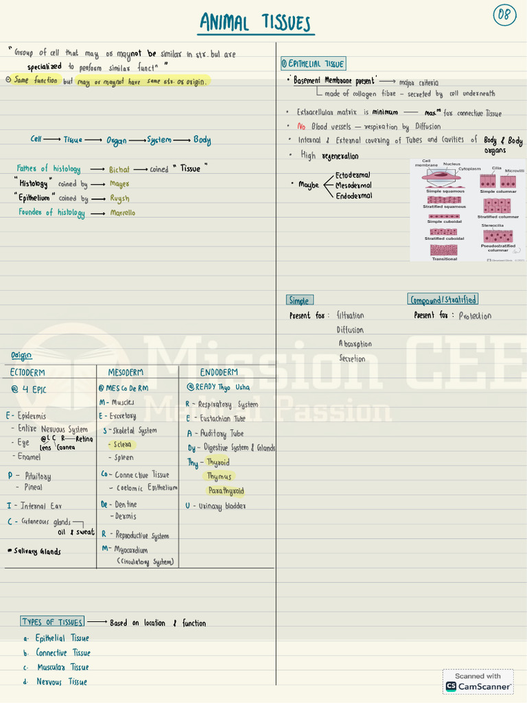 Animal Tissue by Rank 87 | PDF | Epithelium | Tissue (Biology)