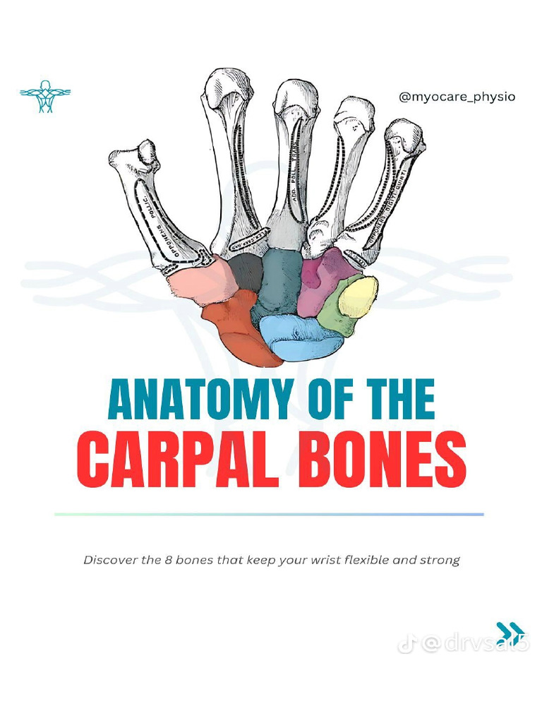 Anatomy of The Carpel Bones | PDF