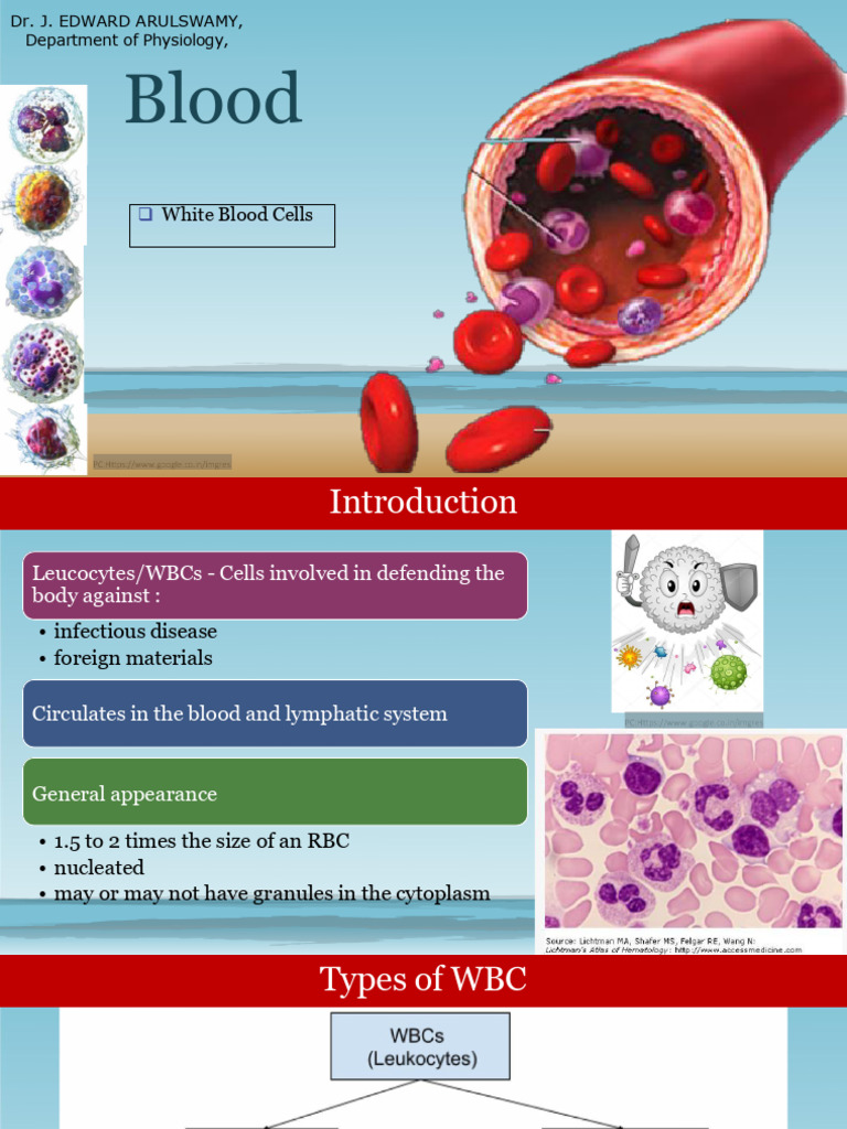 Overview of White Blood Cells Functions | PDF | White Blood Cell ...
