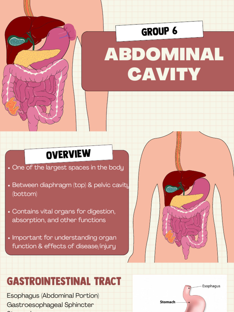 Anatomy of the Abdominal Cavity | PDF | Peritoneum | Stomach