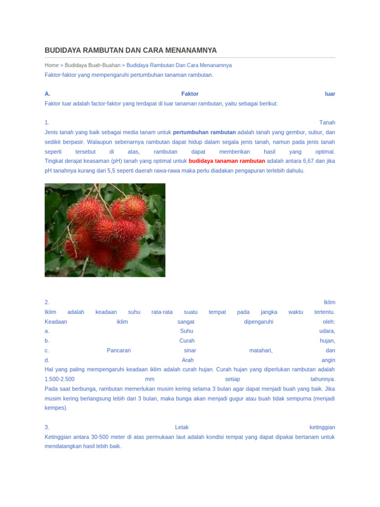 Budidaya dan Penanaman Rambutan | PDF