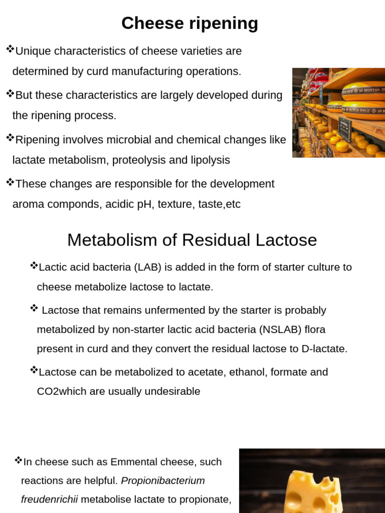 Cheese Ripening: Key Processes Explained | PDF | Cheese | Amino Acid