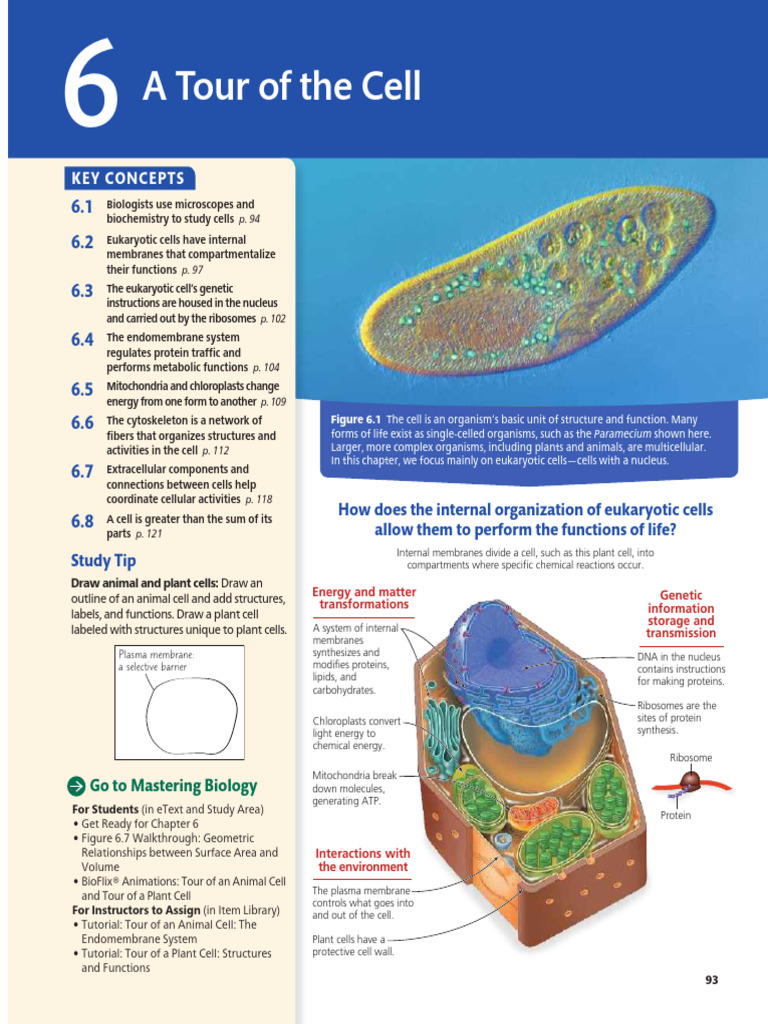 Endomembrane System in Eukaryotic Cells | PDF | Cell (Biology) | Cell ...