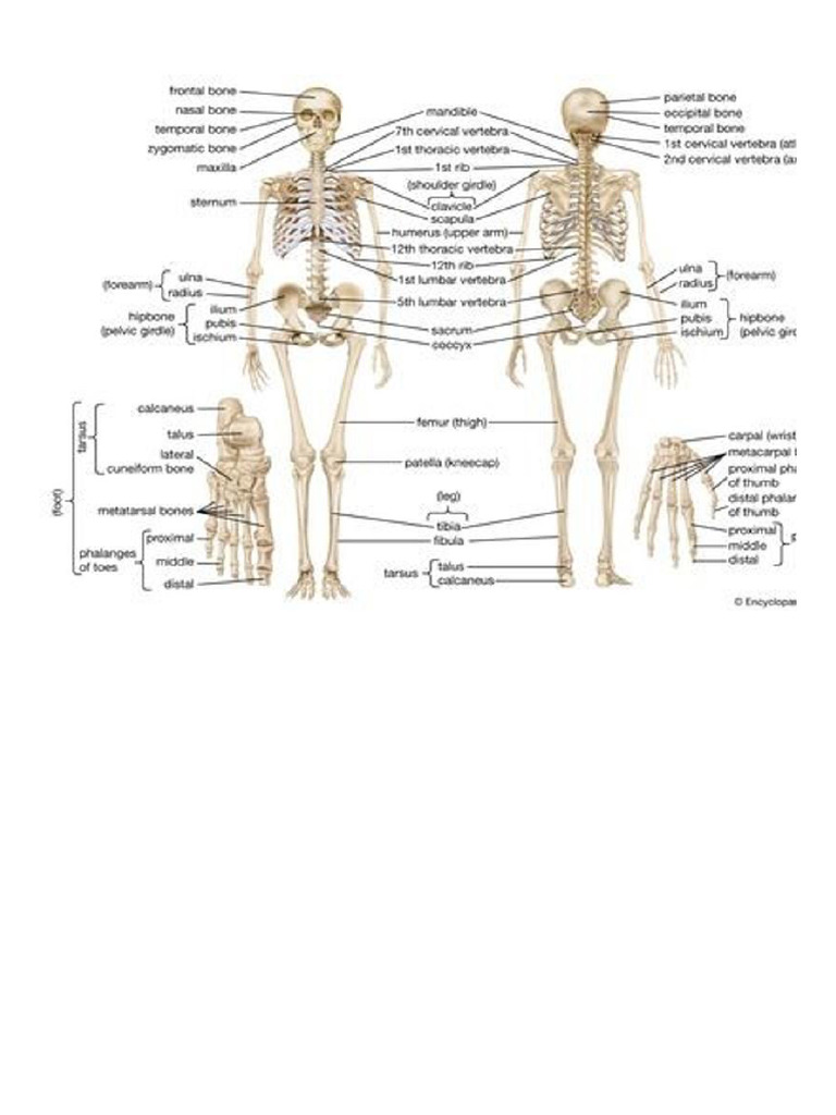 Human Skeleton Detailed | PDF