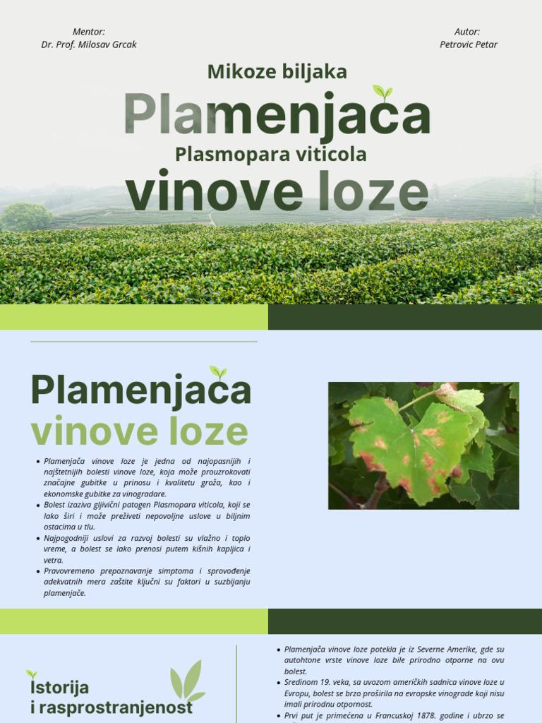 Plamenjaca Vinove Loze - Mikoze Biljaka | PDF