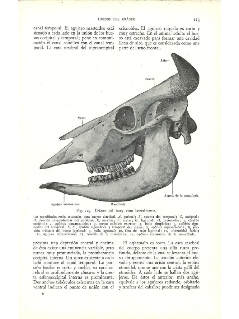 VACA | PDF