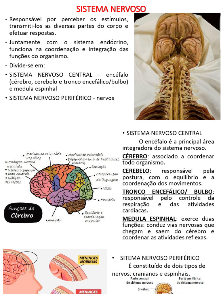 Estrutura e Funções do Sistema Nervoso | PDF | Sistema nervoso autónomo ...