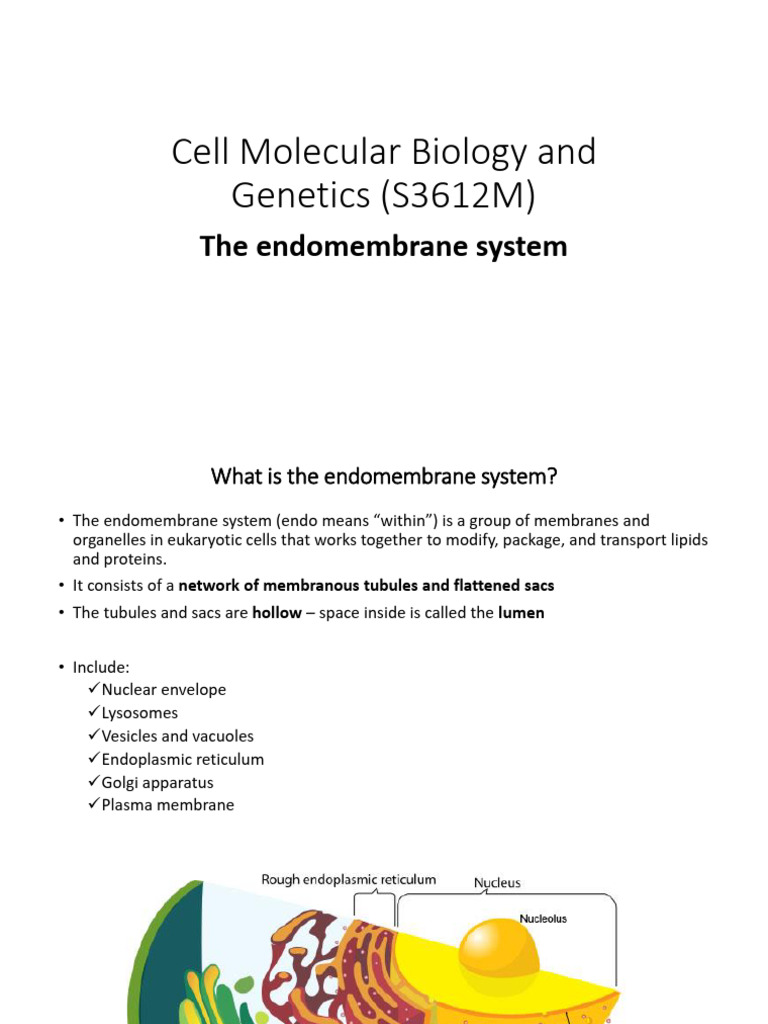 Overview of the Endomembrane System | PDF | Endoplasmic Reticulum ...