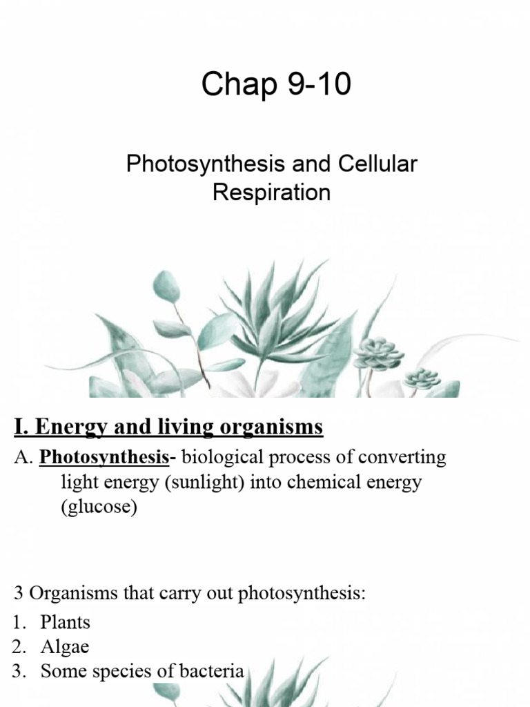 Photosynthesis and Cellular Respiration Overview | PDF | Photosynthesis ...