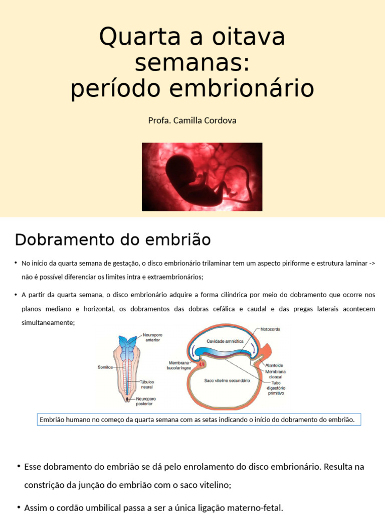 4.2 Quarta A Oitava Semanas | PDF | Embrião | Zoologia