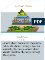 Food Chain Intro
