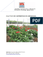 Cultivo de gerberas en Mendoza: ensayo con 6 variedades